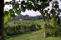 blog-il-vineyard